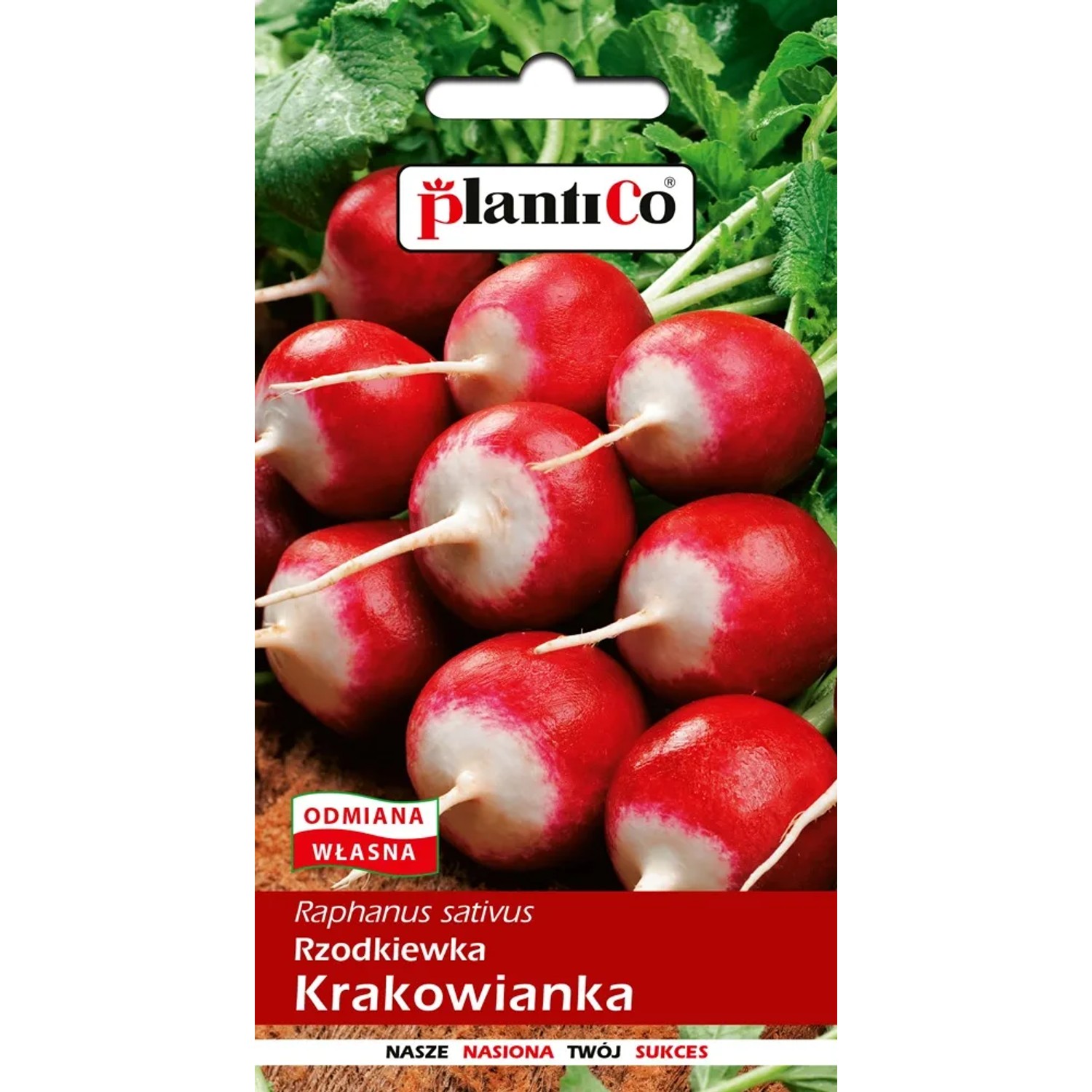 Rzodkiewka Krakowianka - 10 g