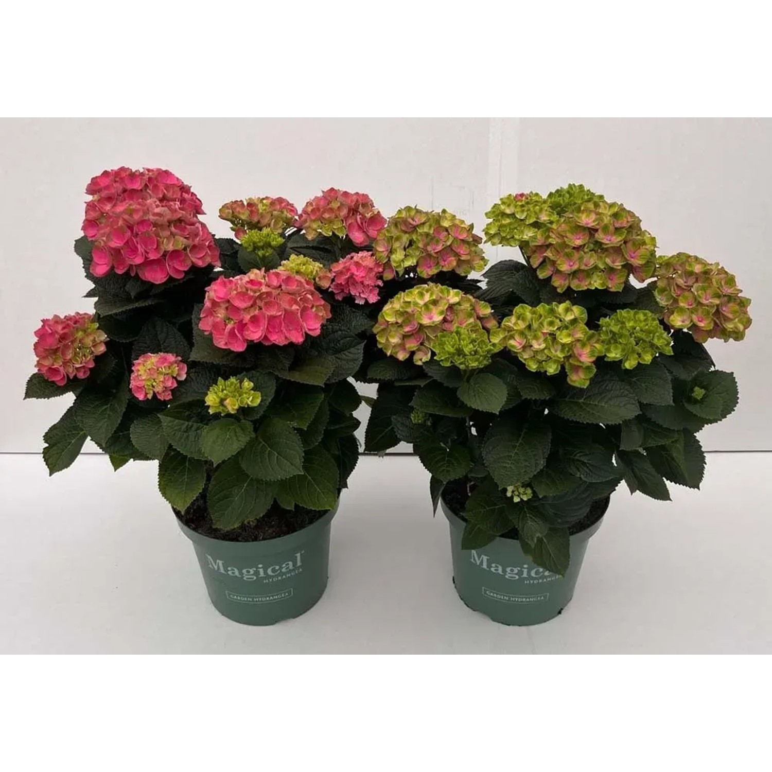 Hortensja (Hydrangea Magical) - don. 29 cm
