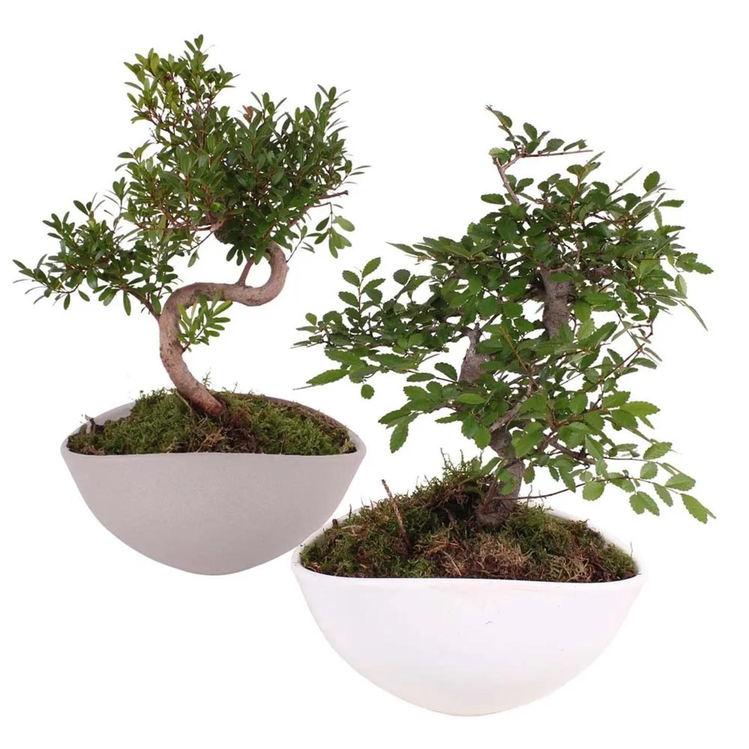 Drzewko Bonsai S-kształ w tceramicznej misie - don. 22 cm