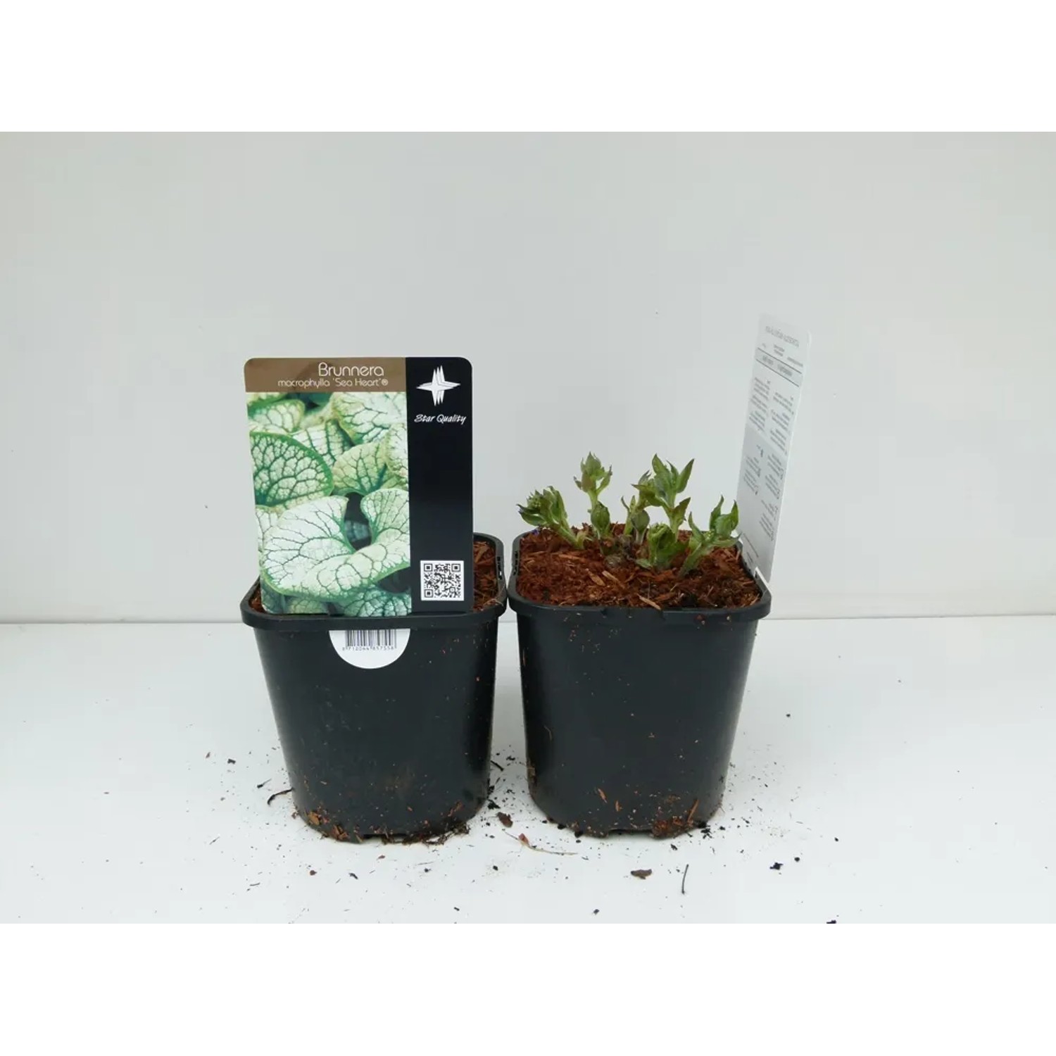 Brunnera Sea Heart wys. 40cm don. 17cm