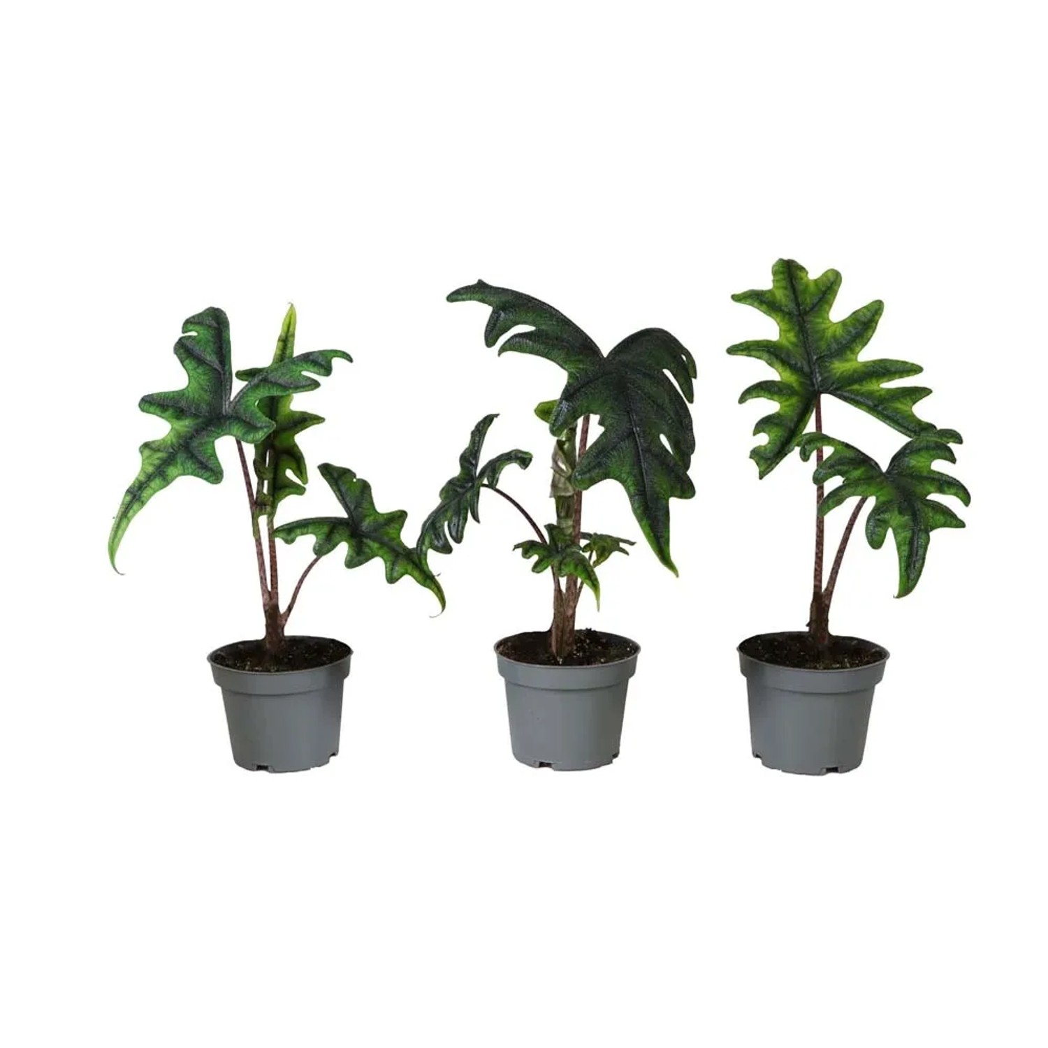 Alokazja (Alocasia Jacklyn) - don. 12 cm