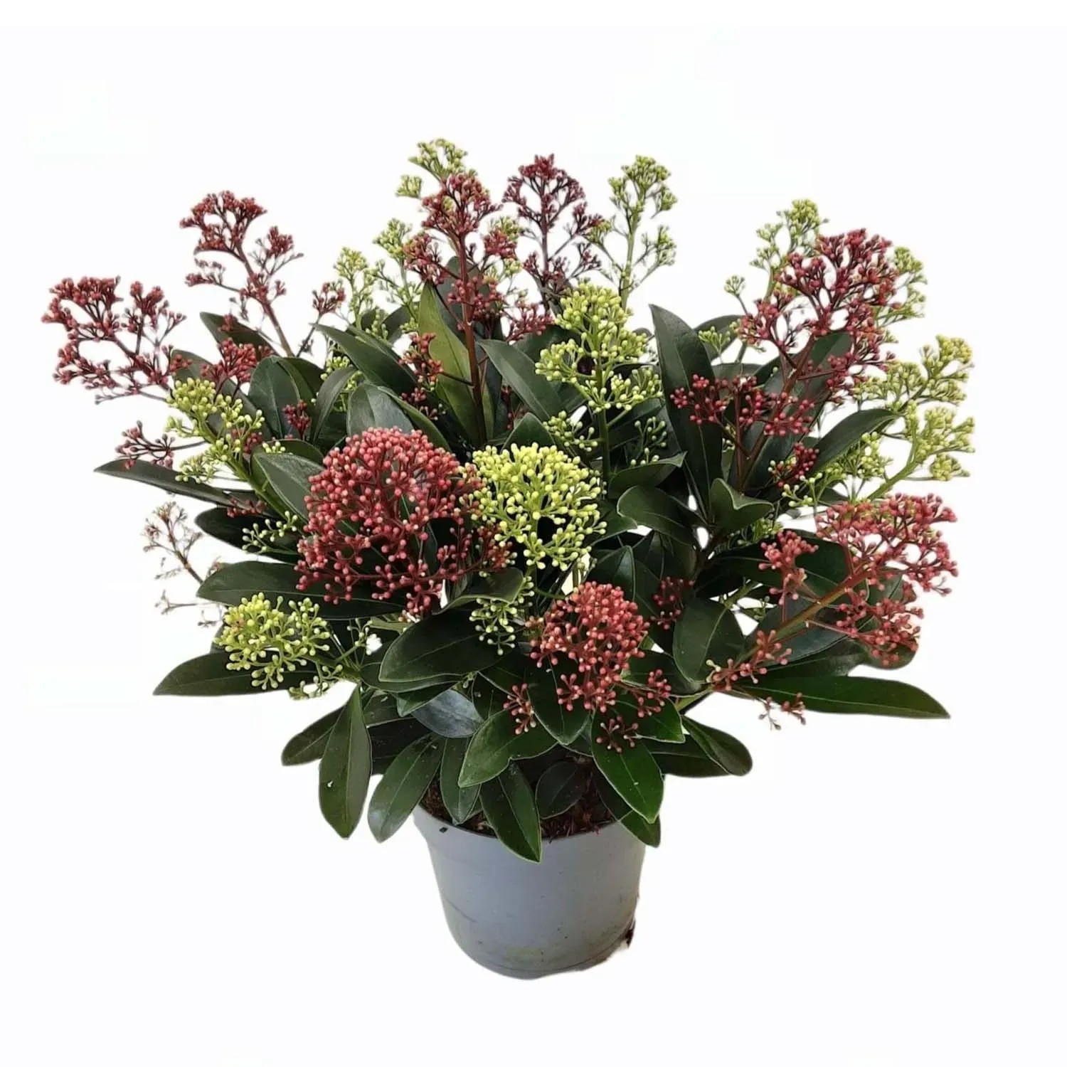 Skimia japońska (Skimmia japonica) don. 15 cm
