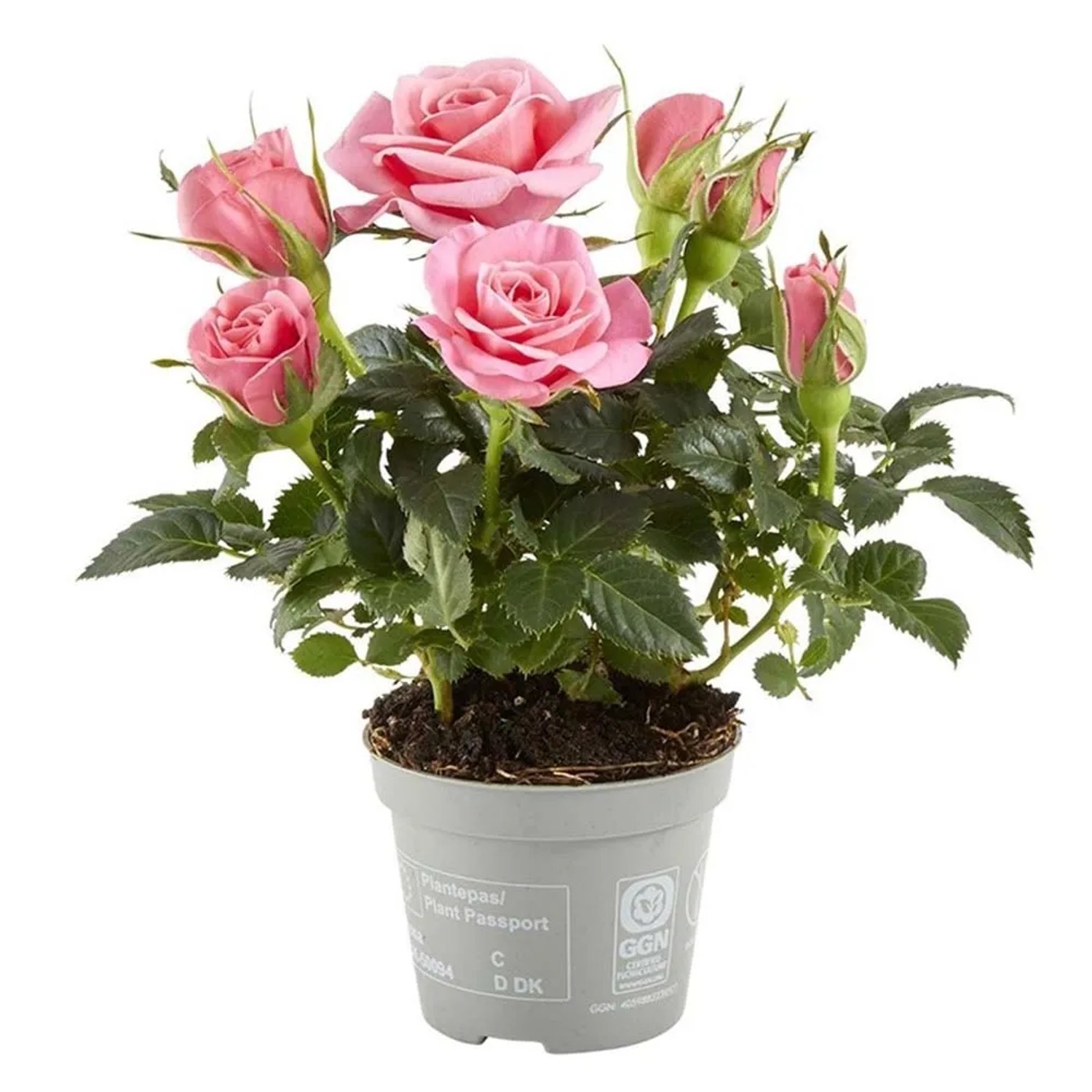 Róża mini (Rosa) don. 6 cm