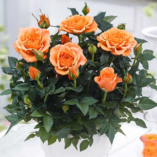 1 buc, Trandafiri miniatur Baby orange - Butași: Mod de ambalare: 1 buc