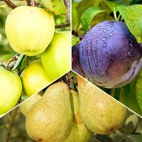1 buc, Super ofertă! Pomi fructiferi Early Harvest, set de 3 soiuri - : Mod de ambalare: 1 buc
