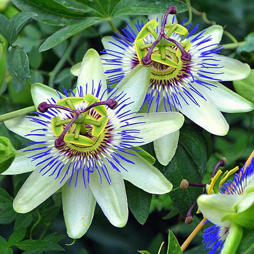 1 buc, Floarea pasiunii (Passiflora) White-Blue - : Mod de ambalare: 1 buc