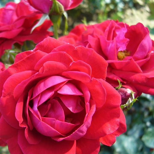 1 db, Rózsák floribunda Red Wanderer - Palánták: Mod de ambalare: 1 db