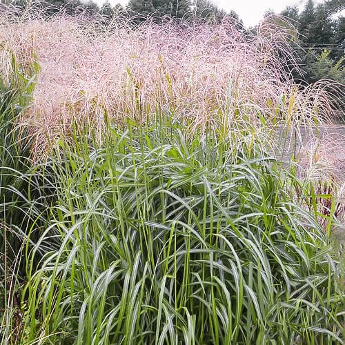 1 db, Virágosnád (Miscanthus) Desert Gold - Palánták: Mod de ambalare: 1 db