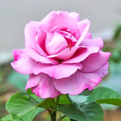 1 szt, Großblumige Rose lila - Setzlinge: Ilość w opakowaniu: 1 szt