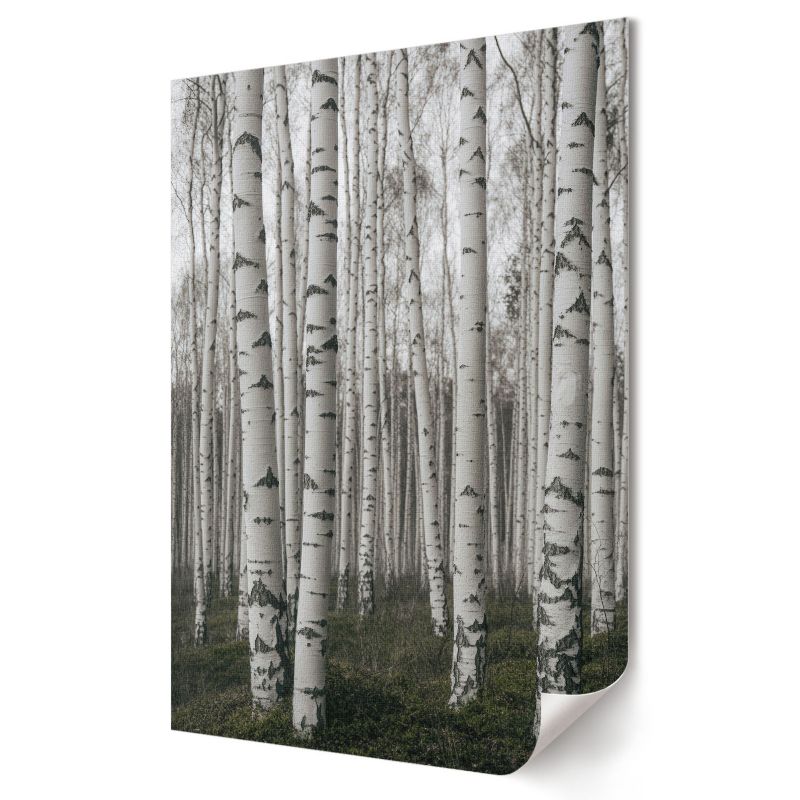 Plakat Wallfluent Format A3 Brzozy i spokój Artysta Max 1 szt.