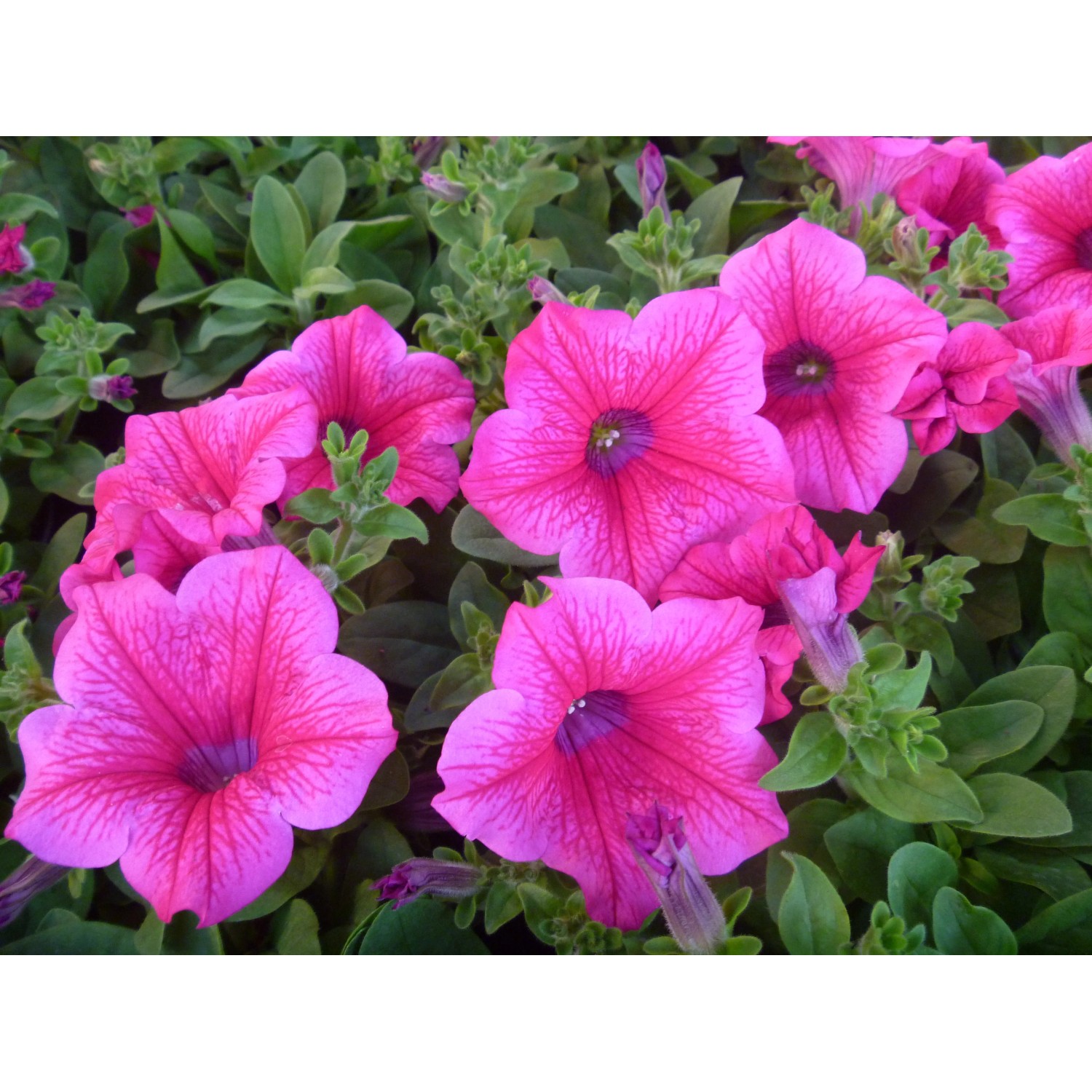 Surfinia (Petunia Surfinia)