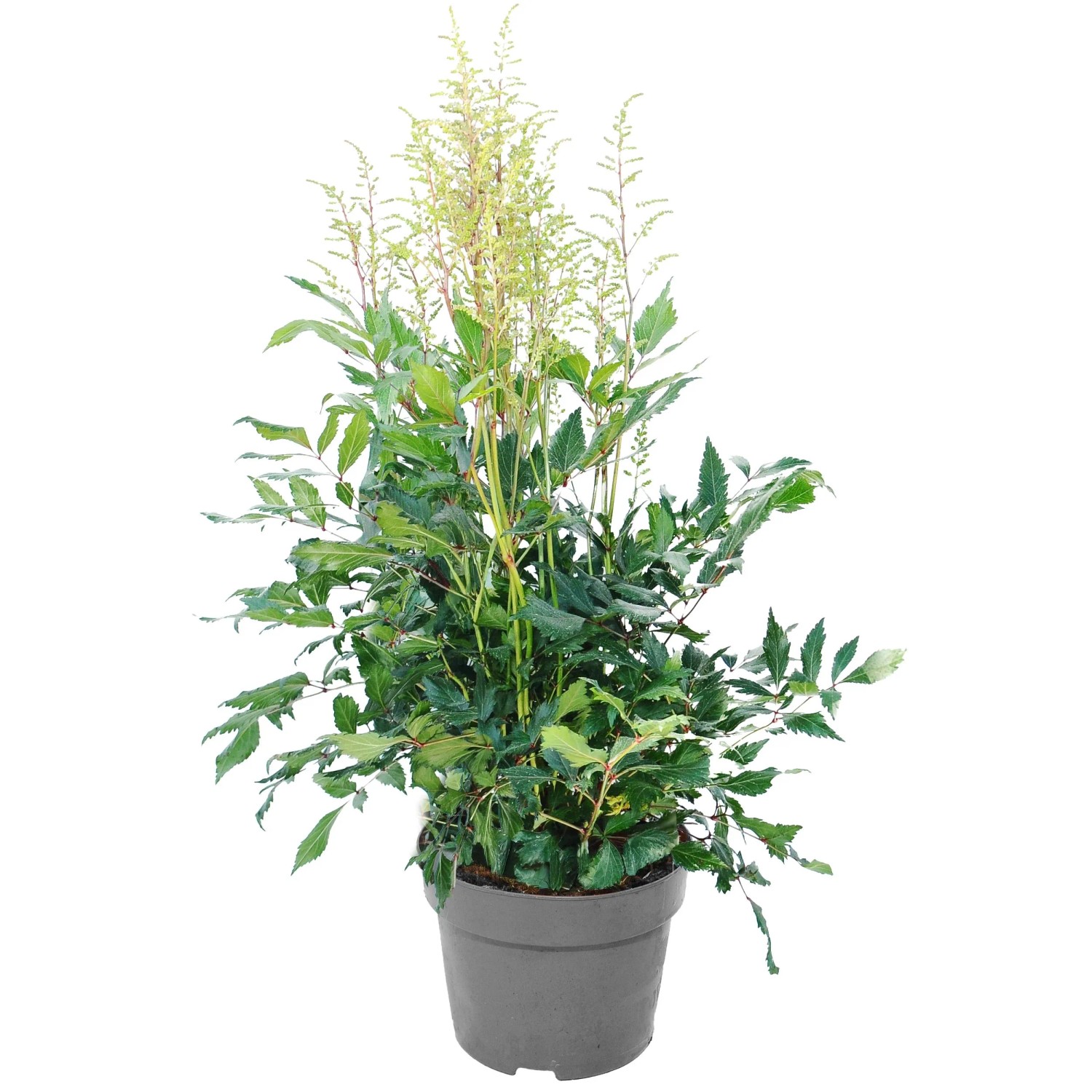 Tawułka (Astilbe) XXL don. 21 cm