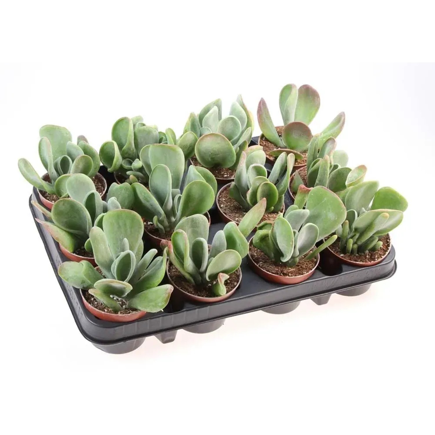 Żyworódka (Kalanchoe oricula) - don. 8,5 cm