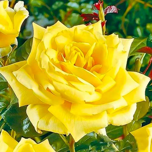1 buc, Trandafir teahibrid Yellow, root ball - Butași: Mod de ambalare: 1 buc