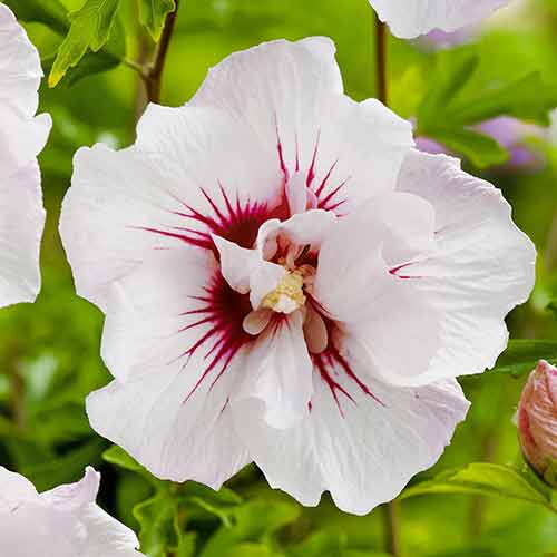 1 buc, Hibiscus Monstrosus - Răsaduri: Mod de ambalare: 1 buc