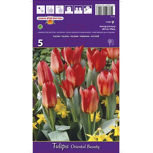 5 Stück, Tulpe Oriental Beauty - Blumenzwiebeln: Ilość w opakowaniu: 5 Stück