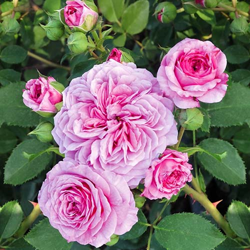1 Pflanze(n), Rose Frayla Miarija - Setzlinge: Ilość w opakowaniu: 1 Pflanze(n)