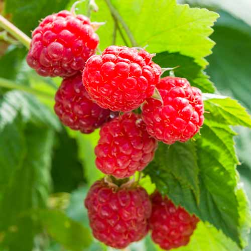 Frambuesa de repetición Sugana, Р9 - Plántulas: Ilość w opakowaniu: 1 plantas