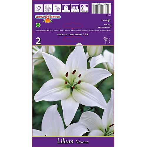 2 szt., Lilia Navona - Cebule: Ilość w opakowaniu: 2 szt.