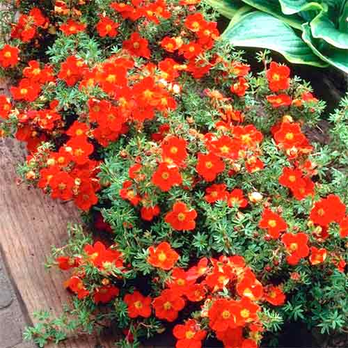 1 buc, Potentilla fruticosa Red Ace - Puieți: Mod de ambalare: 1 buc