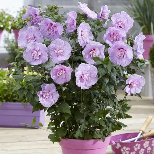 1 buc, Hibiscus Lavender Chiffon - Puieți: Mod de ambalare: 1 buc