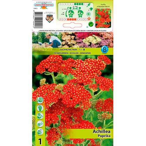 1 buc, Coada șoricelului (Achillea) Paprika - Bulbi: Mod de ambalare: 1 buc
