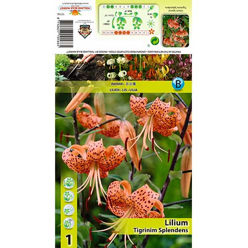 1 cib, Lilie Tigrinum Splendens - : Monžstvo balíkov: 1 cib