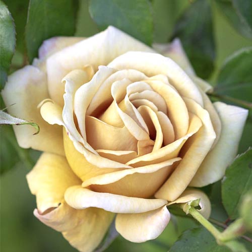 1 saz, Růže floribunda Honey Dijon , C5 - : Monžstvo balíkov: 1 saz
