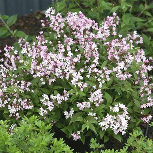 1 saz, Trojpuk Yuki Cherry Blossom , C3 - : Monžstvo balíkov: 1 saz