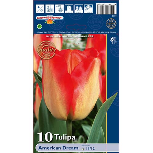 10 db, Tulipán American Dream - Hagymák: Mod de ambalare: 10 db