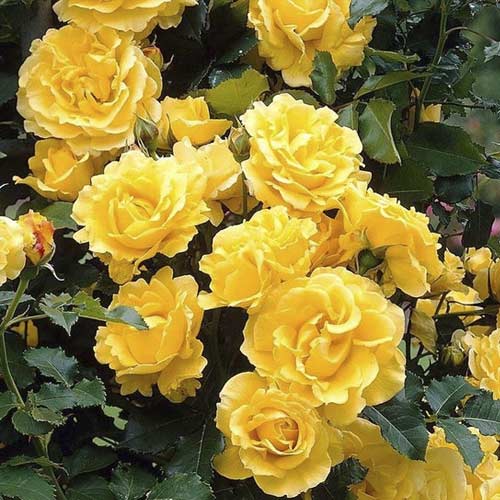 Rosa trepadeira Golden Climber , C3 - Plântulas: Ilość w opakowaniu: 1 plant