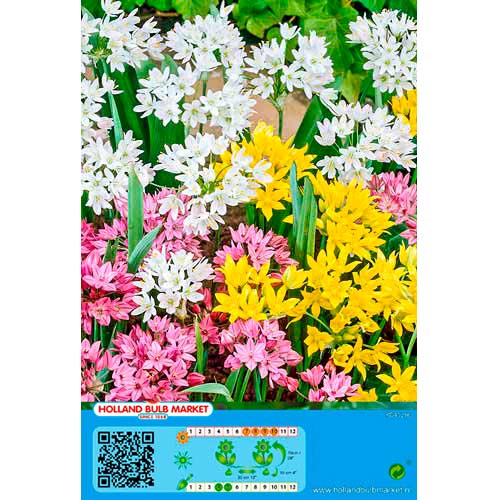 Allium Mixto - Bulbos: Ilość w opakowaniu: 20 bulbos