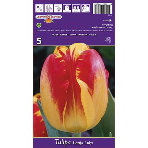 5 szt., Tulipan Darwina Banja Luka - Cebule: Ilość w opakowaniu: 5 szt.