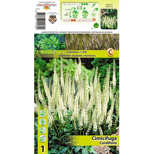 1 buc, Cimicifuga Cordifolia - Bulbi: Mod de ambalare: 1 buc