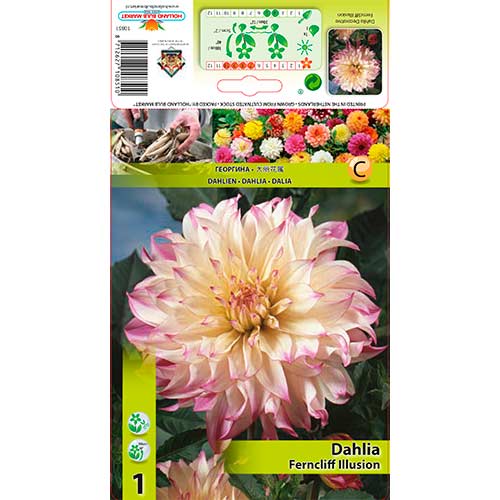 1 buc, Dalie Ferncliff Illusion - Bulbi: Mod de ambalare: 1 buc