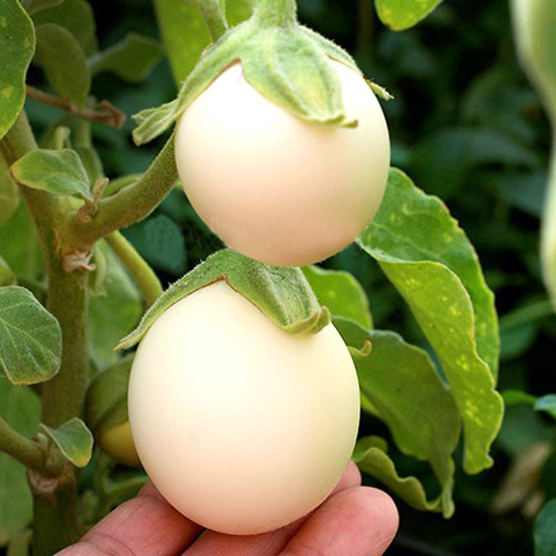 1 pac, Vânătă ornamentală Golden Eggs Legutko - Semințe: Mod de ambalare: 0.1 g