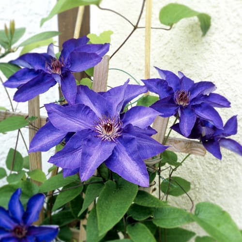 1 buc, Clematis President, P9 - Răsaduri: Mod de ambalare: 1 buc