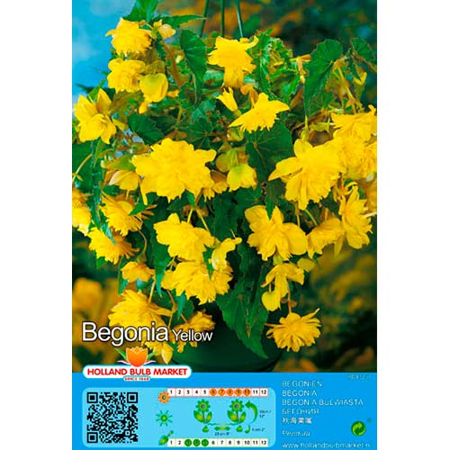 2 buc, Begonie Pendula Yellow - Bulbi: Mod de ambalare: 2 buc