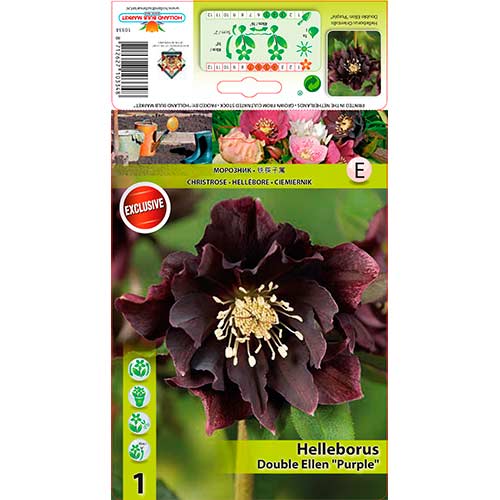 1 buc, Spânz (Helleborus) Double Ellen Purple - Bulbi: Mod de ambalare: 1 buc