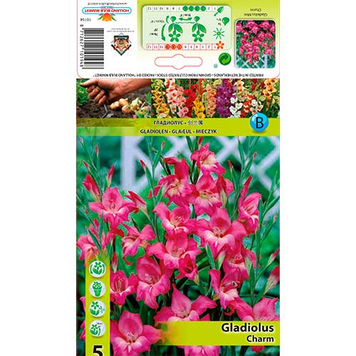 5 buc, Gladiole pitice Charm - Bulbi: Mod de ambalare: 5 buc