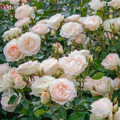 1 saz, Růže floribunda Sans Souci , C5 - : Monžstvo balíkov: 1 saz