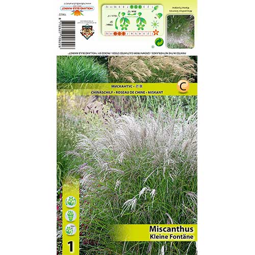 Miscanthus Kleine Fontane - : Monžstvo balíkov: 1 kus