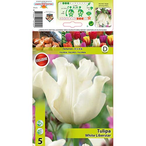 5 cib, Tulipán White Liberstar - : Monžstvo balíkov: 5 cib