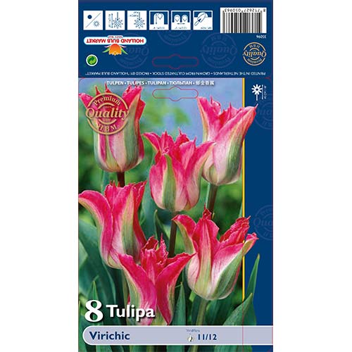 8 cib, Tulipán Virichic - : Monžstvo balíkov: 8 cib