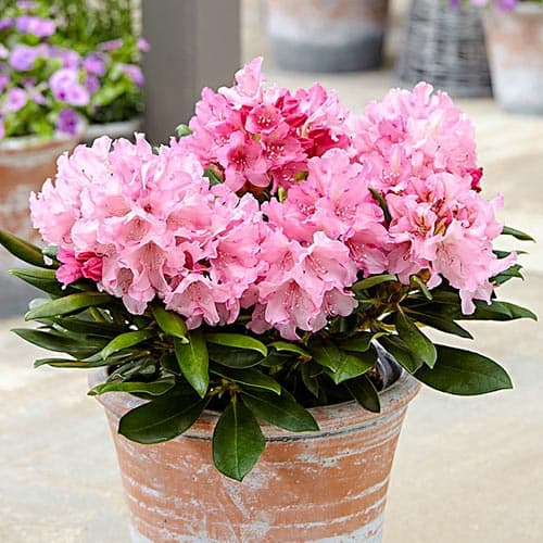 1 db, Rododendron Hania, P9 - Palánták: Mod de ambalare: 1 db
