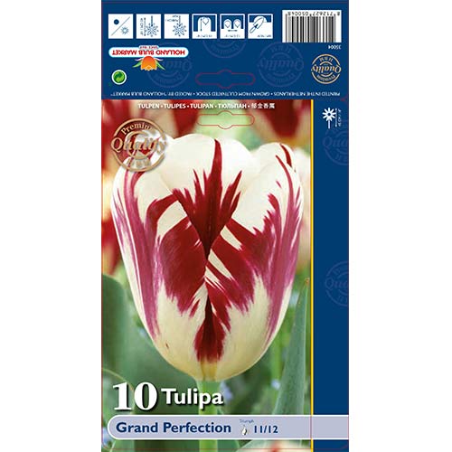 10 Stück, Tulpe Grand Perfection - Blumenzwiebeln: Ilość w opakowaniu: 10 Stück