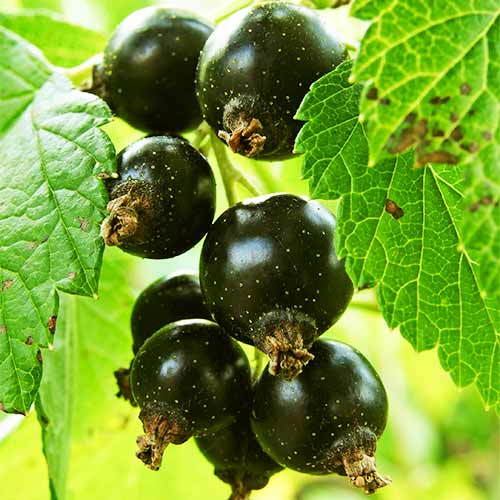 1 Pflanze(n), Schwarze Johannisbeere Ben Alder - Setzlinge: Ilość w opakowaniu: 1 Pflanze(n)