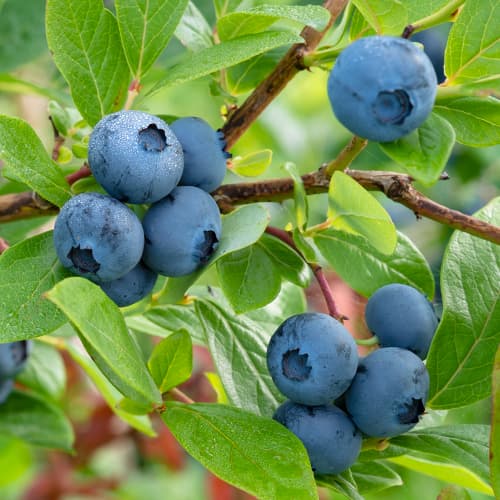 1 Pflanze(n), Heidelbeere Bluecrop, P9 - Setzlinge: Ilość w opakowaniu: 1 Pflanze(n)