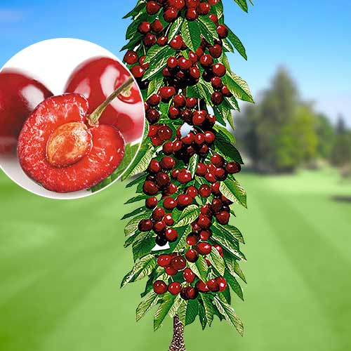 Cereza columnar Queen Marry , C2 - Plántulas: Ilość w opakowaniu: 1 plant