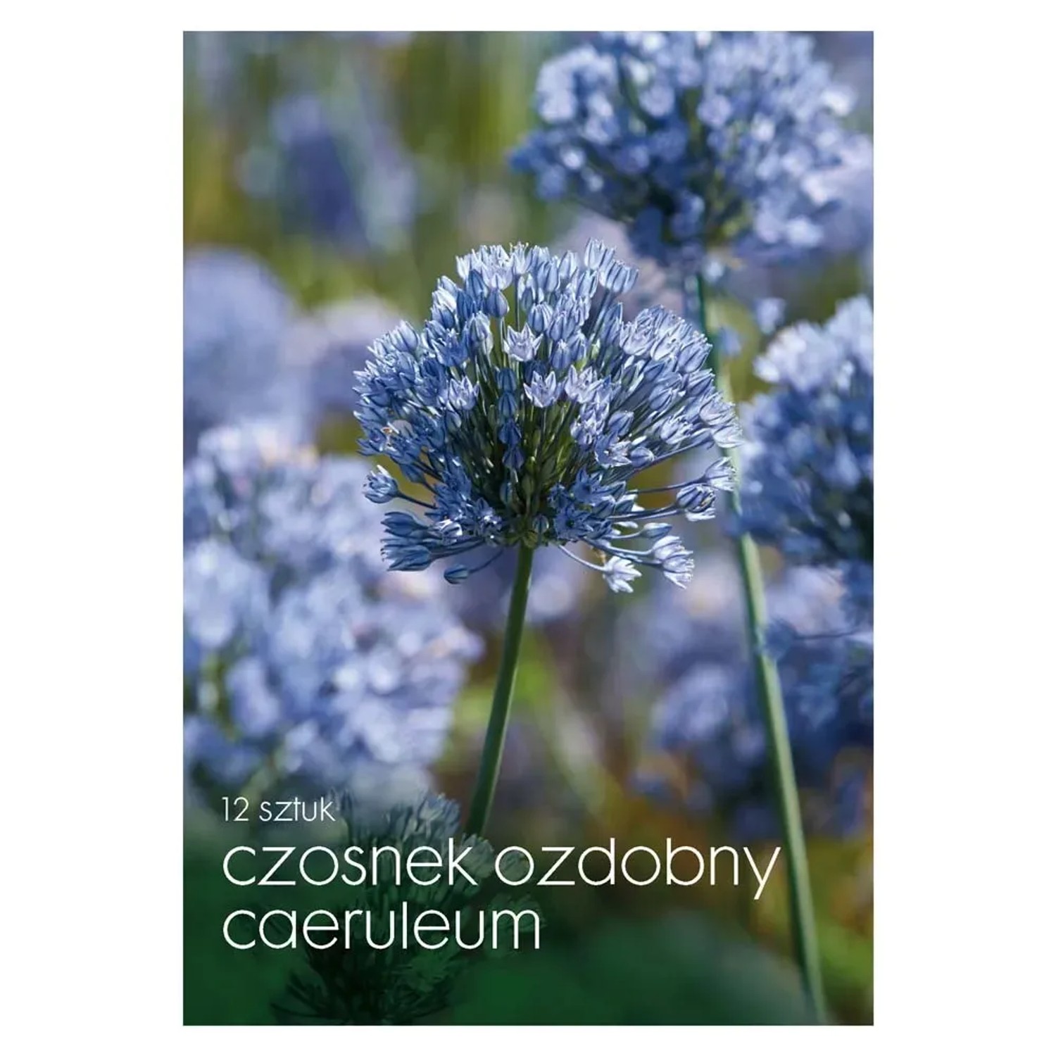Czosnek (Caeruleum) - 12 szt.